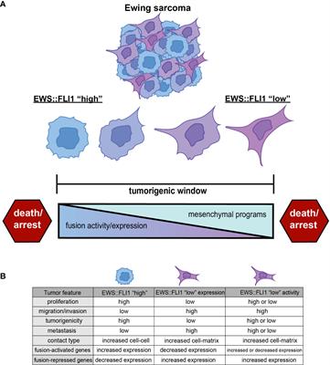 The importance of fusion protein activity in Ewing sarcoma and the cell intrinsic and extrinsic factors that regulate it: A review